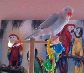 Lost Indian Ringneck Parakeet