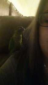 Lost Conure