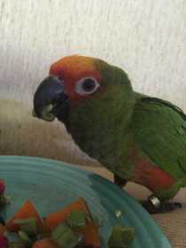 Lost Conure