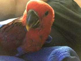 Lost Eclectus