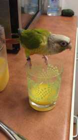 Lost Conure