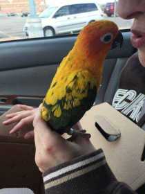 Lost Conure