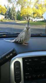 Lost Cockatiel