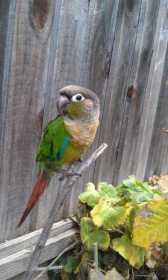 Lost Conure