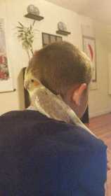 Lost Cockatiel