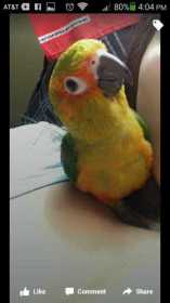 Lost Conure