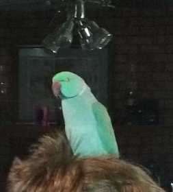 Lost Indian Ringneck Parakeet