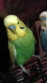 Lost Budgerigar