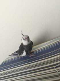 Lost Cockatiel
