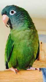 Lost Conure