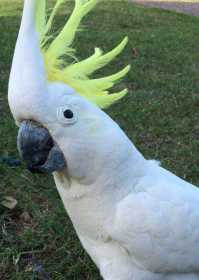 Lost Cockatoo