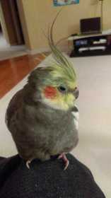 Lost Cockatiel