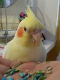 Lost Cockatiel