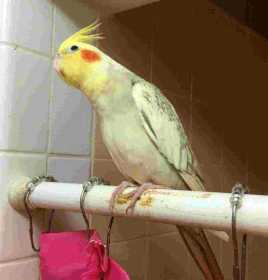 Lost Cockatiel