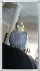 Lost Cockatiel