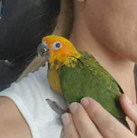 Lost Conure