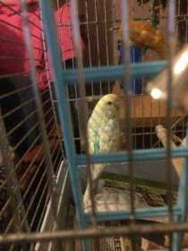 Lost Budgerigar