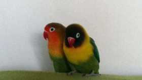 Lost Lovebird