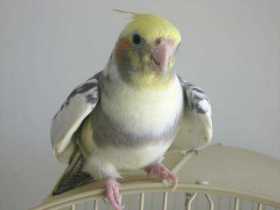 Lost Cockatiel