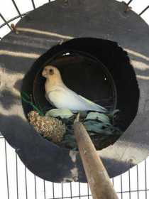 Lost Corella Cockatoo