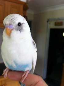 Lost Budgerigar