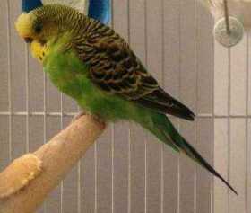 Lost Parakeet