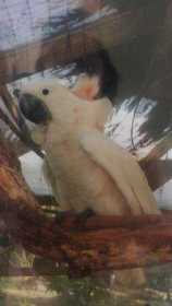 Lost Cockatoo