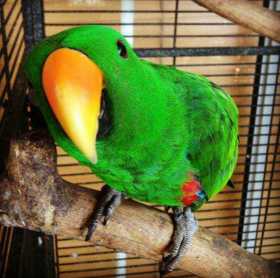 Lost Eclectus