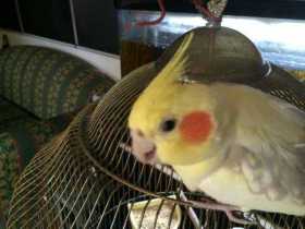 Lost Cockatiel