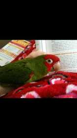 Lost Conure