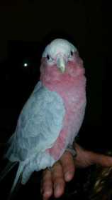 Lost Galah Cockatoo