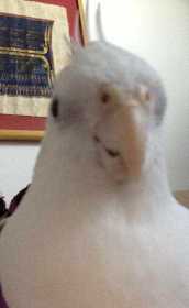 Lost Cockatiel