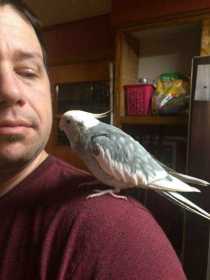 Lost Cockatiel