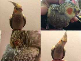 Lost Cockatiel