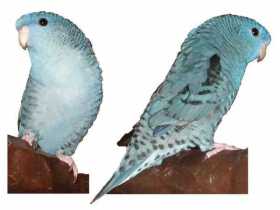 Lost Lineolated Parakeet