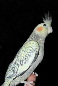 Lost Cockatiel