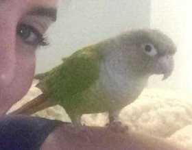 Lost Conure