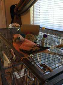 Lost Bourke's Parakeet