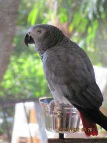 Lost African Grey