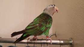 Lost Cape / Levaillant