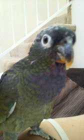 Lost Pionus