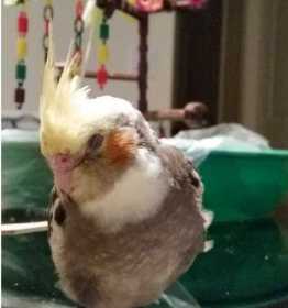 Lost Cockatiel