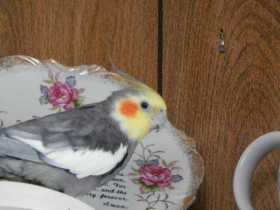 Lost Cockatiel