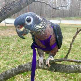 Lost Pionus