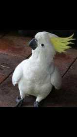 Lost Cockatoo