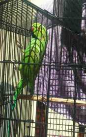 Lost African Ringneck Parakeet