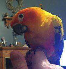 Lost Conure