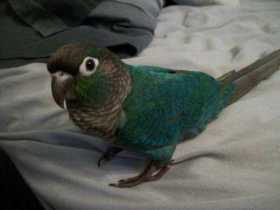 Lost Conure