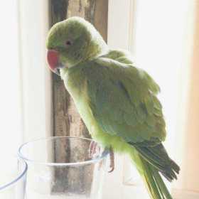 Lost Indian Ringneck Parakeet