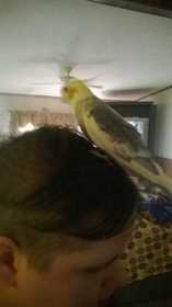 Lost Cockatiel